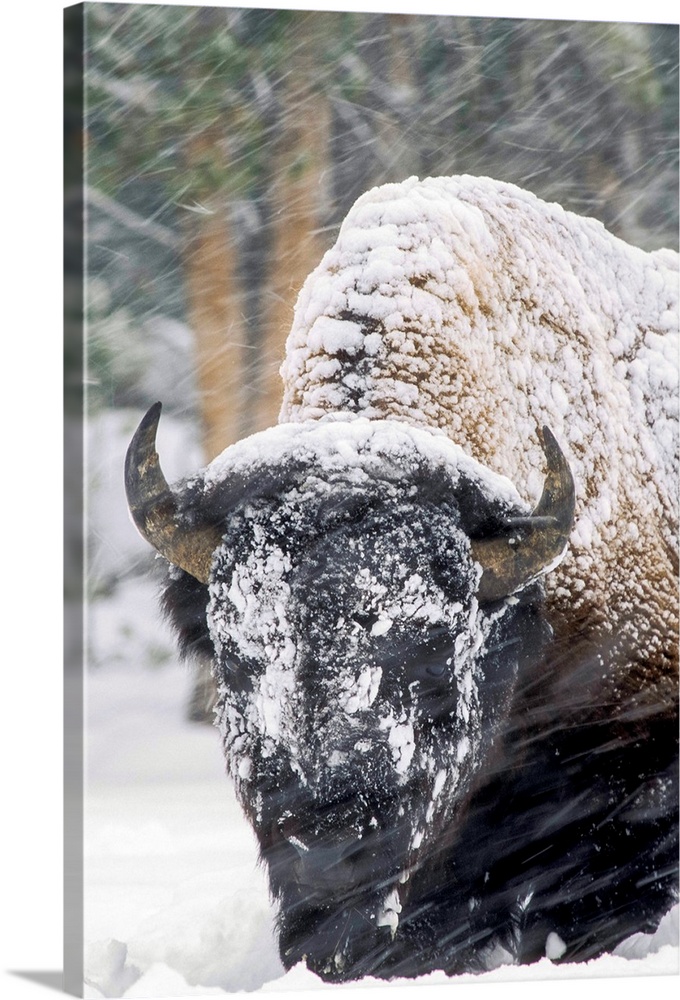 An America bison (Bison bison) forages during a snow storm in Yellowstone National Park, Wyoming, United States of America