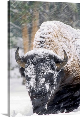 An America Bison Forages During A Snow Storm In Yellowstone National Park, Wyoming