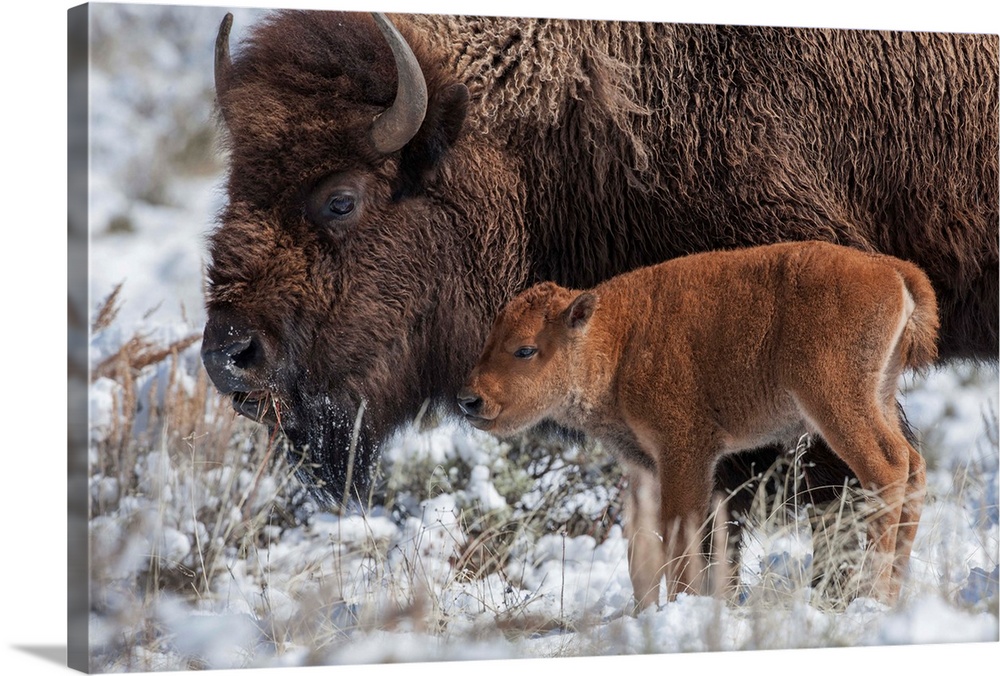 An American bison (Bison bison) calf stands next to an adult in Yellowstone National Park, Wyoming, United States of America