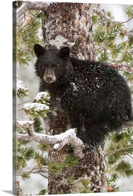 An American black bear cub (Ursus americanus) sits on a snow covered Whitebark pine tree (Pinus albicaulis) branch looking around in Yellowstone National Park; Wyoming, United States of America