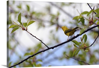 An American Yellow Warbler On A Tree Branch, Parker River National Wildlife Refuge, MA
