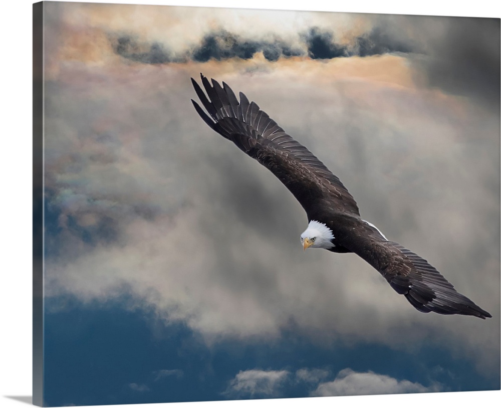 An Eagle In Flight Rising Above The Storm; Pateros, Washington, United  States Of America Solid-Faced Canvas Print