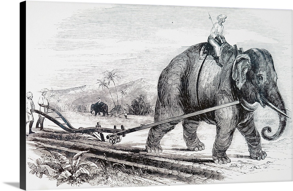 Illustration depicting an elephant being used to draw a plough on an Indian sugar plantation, using a steel plough. Dated ...