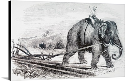 An Elephant Being Used To Draw A Plough On An Indian Sugar Plantation, Dated 19th C.