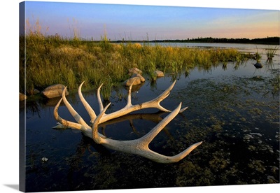 An Elk's Horns Lay In The Water At Astotin Lake; Alberta, Canada