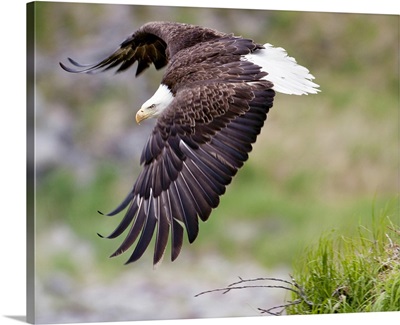 An female eagle flys protectively over her nest high in the rocks near Kukak Bay