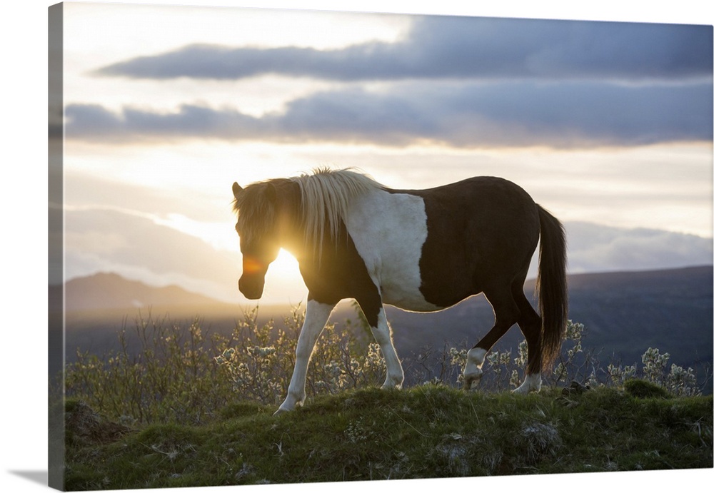 An Icelandic horse stands in a field as the sun sets. Gljasteinn, Iceland
