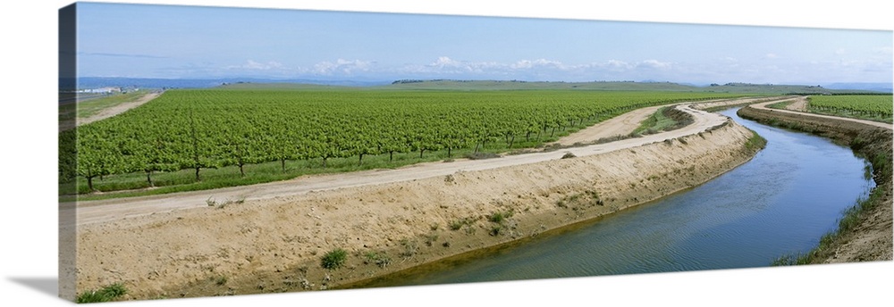 An irrigation canal winds between two table grape vineyards, Madera County, California