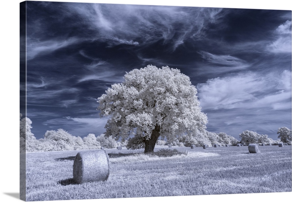 An oak tree surrounded by hay bales in a rural field in Infrared.