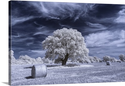 An Oak Tree Surrounded By Hay Bales In A Rural Field In Infrared