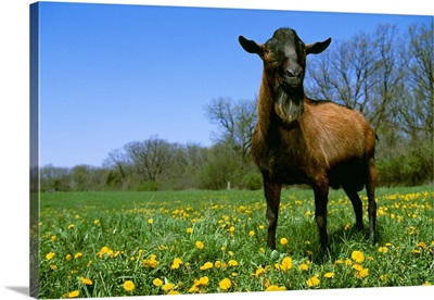 An Oberhasli domestic dairy goat buck on a green pasture with dandelions, Wisconsin