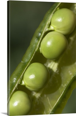 An Opened Green Pea Pod