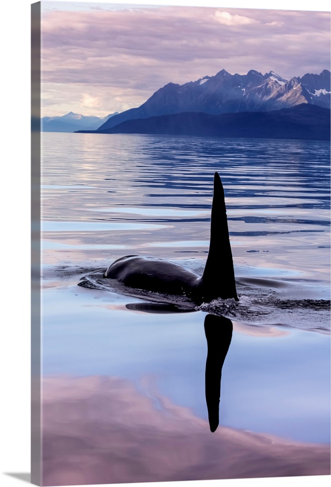 An Orca Whale (Killer Whale) (Orcinus orca) surfaces near Juneau in Lynn Canal, Inside Passage; Alaska, United States of A...