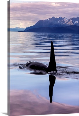 An Orca Whale surfaces near Juneau in Lynn Canal