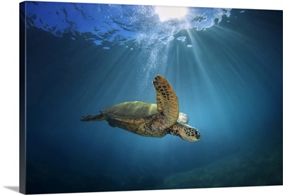 An Underwater View Of A Hawaiian Green Sea Turtle, Makena, Maui, Hawaii