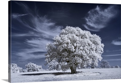 Ancient Oak Tree In Infrared With White Foliage Against A Deep Blue Sky
