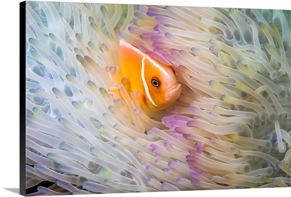 This Common anemonefish (Amphiprion perideraion) is most often found associated with the anemone (Heteractis magnifica) as...
