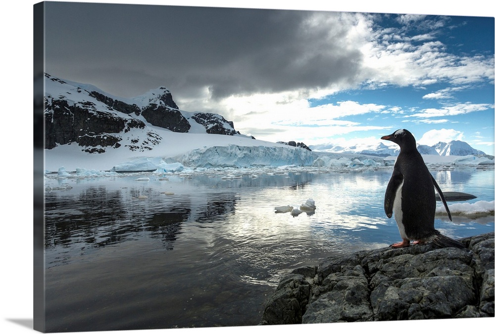 Antarctica, Cuverville Island, Silhouette of Gentoo Penguin (Pygoscelis papua) standing on rocky shoreline along Errera Ch...