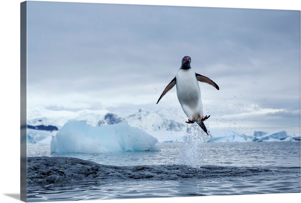 Antarctica, Gentoo Penguins (Pygoscelis papua) leaping from water along Cuverville Island shoreline.