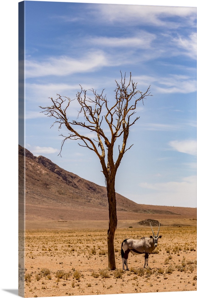 An antelope stands under a tree in the desert; Sossusvlei, Hardap Region, Namibia