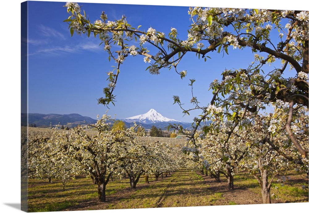 Apple Blossom Trees In Hood River Valley With Mount Hood In The Background; Oregon, USA