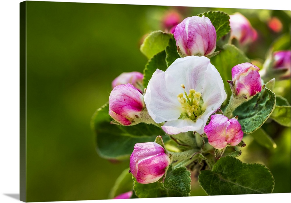 Close-up of apple blossoms on a tree; Calgary, Alberta, Canada