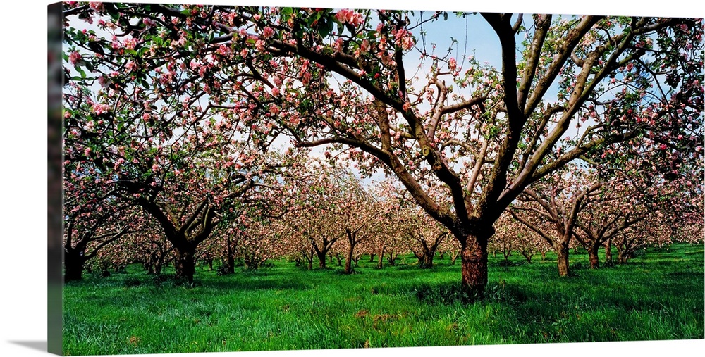 Apple Orchard, County Armagh, Ireland