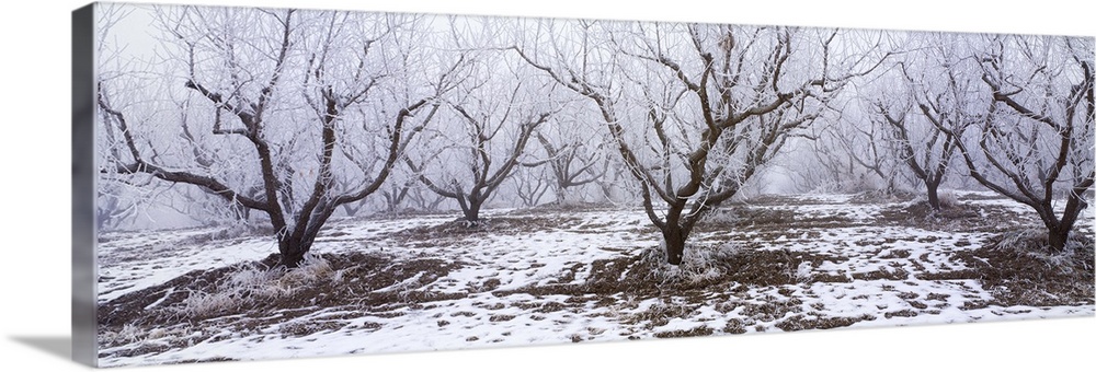 Apple orchard covered in winter frost, Idaho