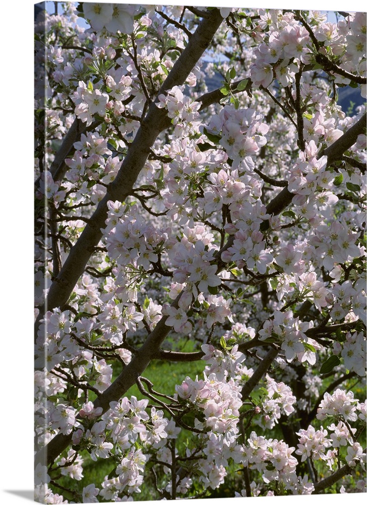 Apple tree in full, exceptionally heavy bloom, near Oroville, Washington