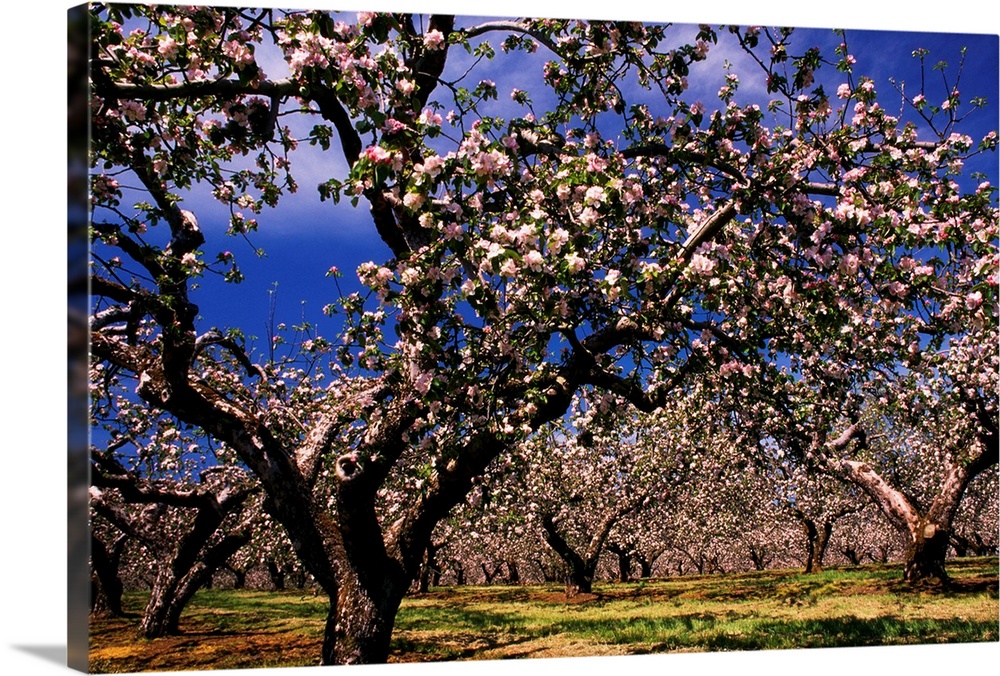 Apple Trees In An Orchard, County Armagh, Republic Of Ireland