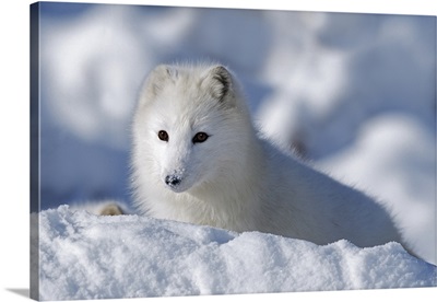 Arctic Fox Exploring Fresh Snow; Alaska