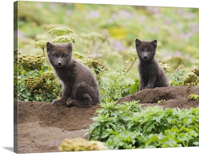 Arctic Fox Kits, St. Paul Island, Southwest Alaska, Summer