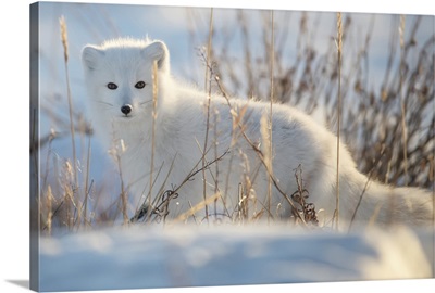 Arctic Fox On The Snowy Arctic Tundra, Churchill, Manitoba