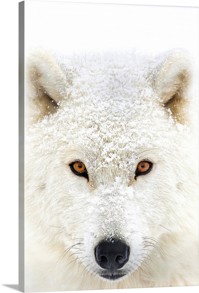 Arctic wolf (Canis lupus arctos) portrait; Montebello, Quebec, Canada