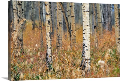 Aspen Forest, Mountain View County Near Water Valley, Alberta, Canada