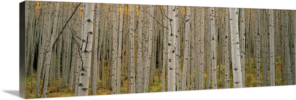 Aspen Grove In Fall, Kebler Pass, Colorado Wall Art, Canvas Prints ...