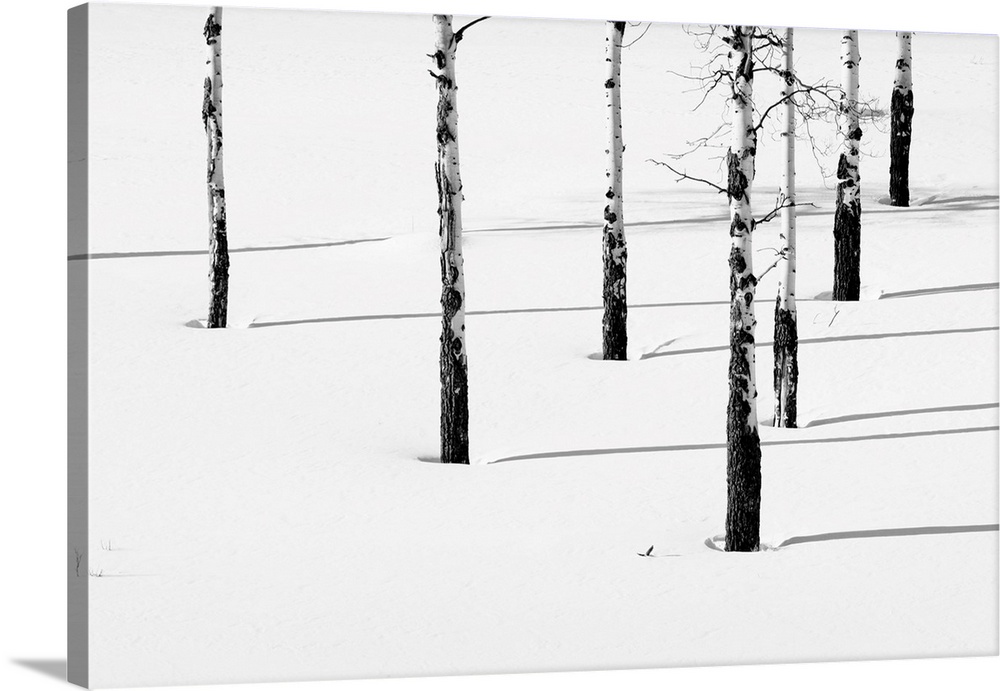 Aspen trees (Populas tremuloides) casting their shadows on the pristine snow, Yellowstone National Park United States of A...