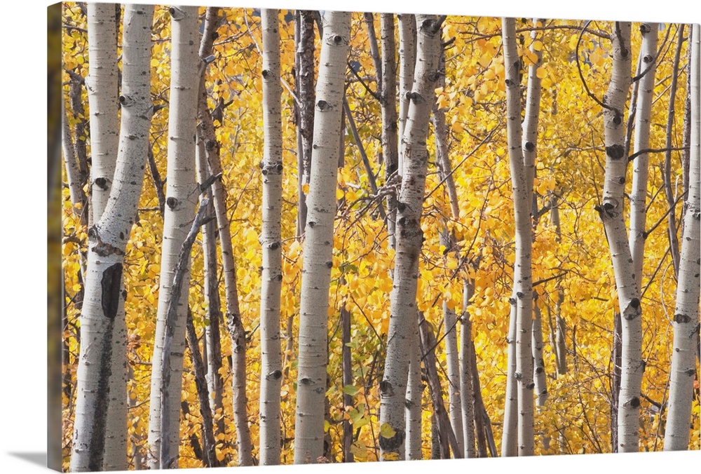 Aspen Trees In Autumn, Kananaskis Country, Alberta, Canada