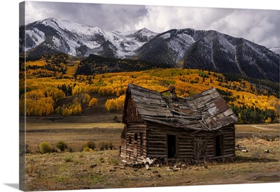 Aspen Trees Turn Color During Autumn In Colorado, United States Of America