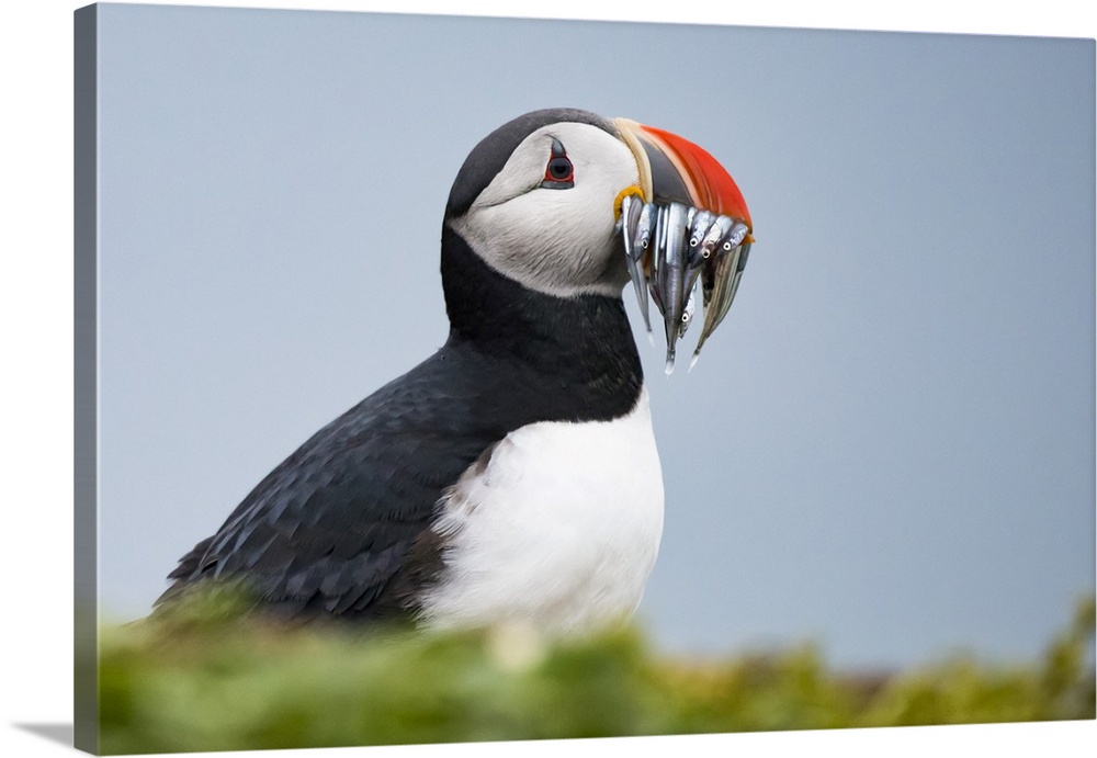 Atlantic puffin carrying mouthful of spearing baitfish to feed its chicks, Iceland