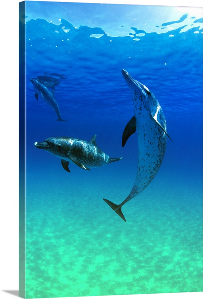 Atlantic Spotted Dolphins In The Bahamas