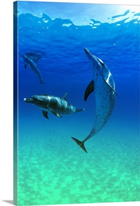 Atlantic Spotted Dolphins In The Bahamas image thumbnail