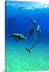 image thumbnail of Atlantic Spotted Dolphins In The Bahamas