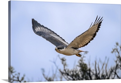 Augur Buzzard Flies Past Trees Lifting Wings