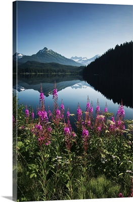 Auke Lake On A Clear Day With Fireweed In The Foreground, Alaska