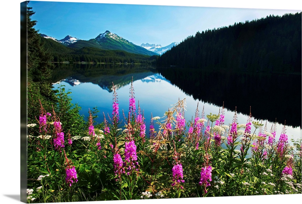 Auke Lake On A Clear Day With Fireweed In The Foreground, Alaska, Summer