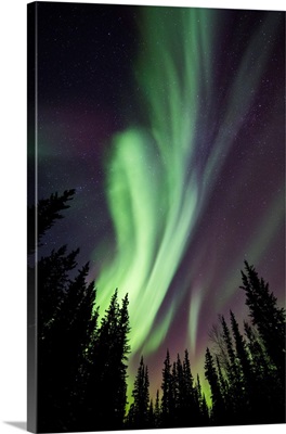 Aurora Borealis Over Silhouetted Trees, Delta Junction, Alaska