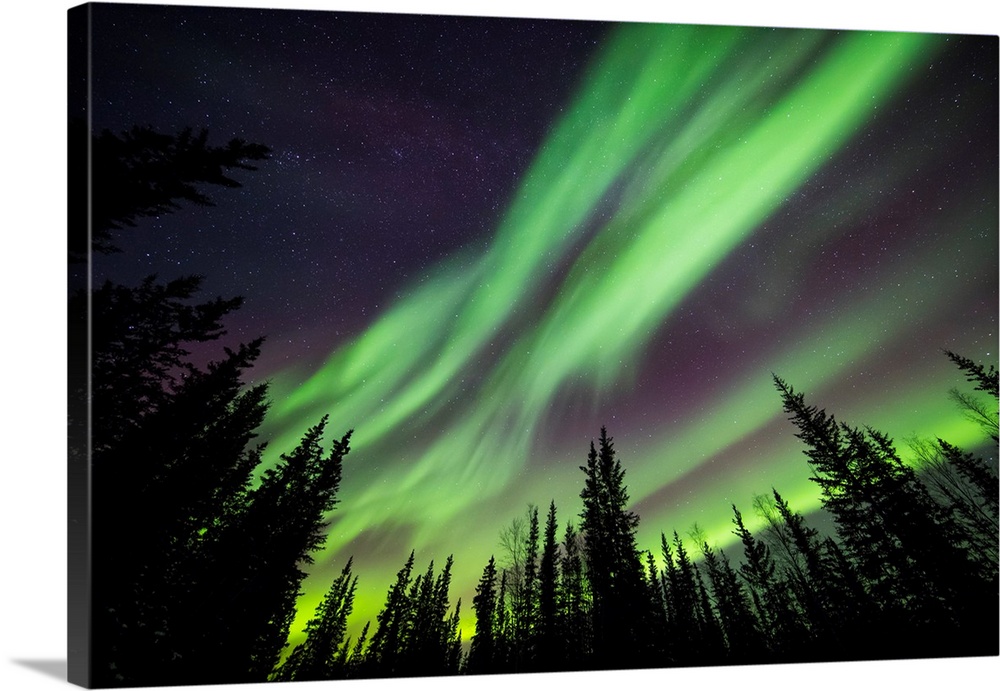Aurora borealis over silhouetted trees at the clearwater state recreation site in delta junction. Alaska, united states of...