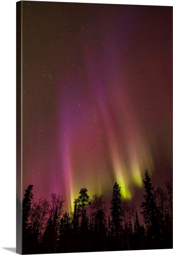 Aurora borealis over trees; Thunder Bay, Ontario, Canada
