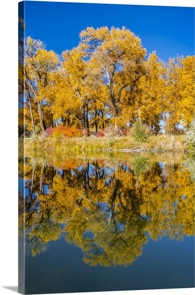 Autumn coloured foliage on trees along a shoreline and blue sky reflected in a tranquil lake making a mirror image, Connec...